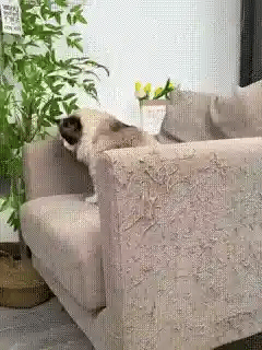 Encabezado